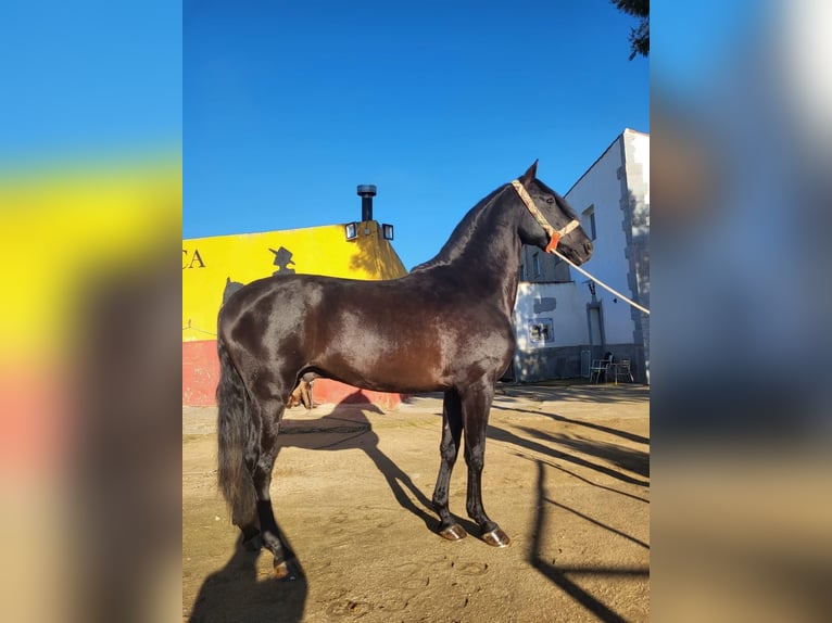 PRE Croisé Étalon 4 Ans Noir in Fuento Obejuna
