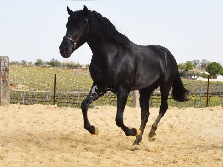 PRE Croisé Étalon 4 Ans Noir in Provinz Cordoba