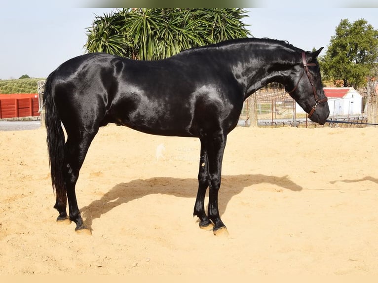 PRE Croisé Étalon 4 Ans Noir in Provinz Cordoba