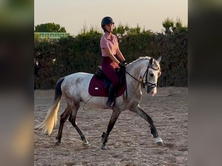 PRE Croisé Étalon 5 Ans 142 cm Gris pommelé in Martfeld