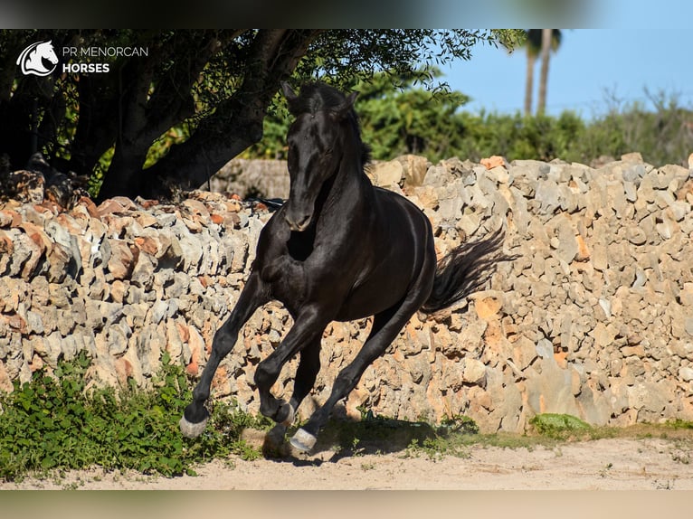 PRE Croisé Étalon 5 Ans 152 cm Noir in Menorca