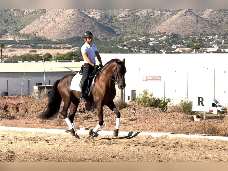 PRE Croisé Étalon 5 Ans 153 cm Noir in Redovan