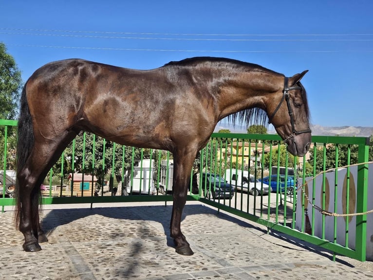 PRE Croisé Étalon 5 Ans 153 cm Noir in Redovan