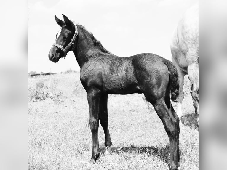 PRE Croisé Étalon 5 Ans 154 cm Blanc in Ekeren