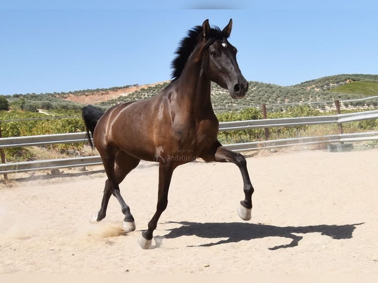PRE Étalon 5 Ans 154 cm Noir in Provinz Cordoba