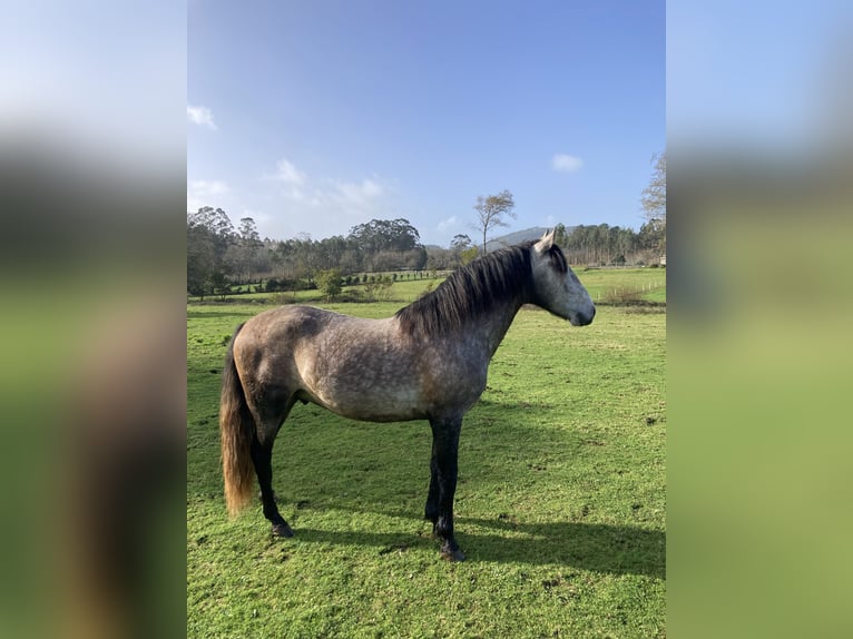 PRE Étalon 5 Ans 155 cm Gris in Poligono Industrial A GandaraNaron