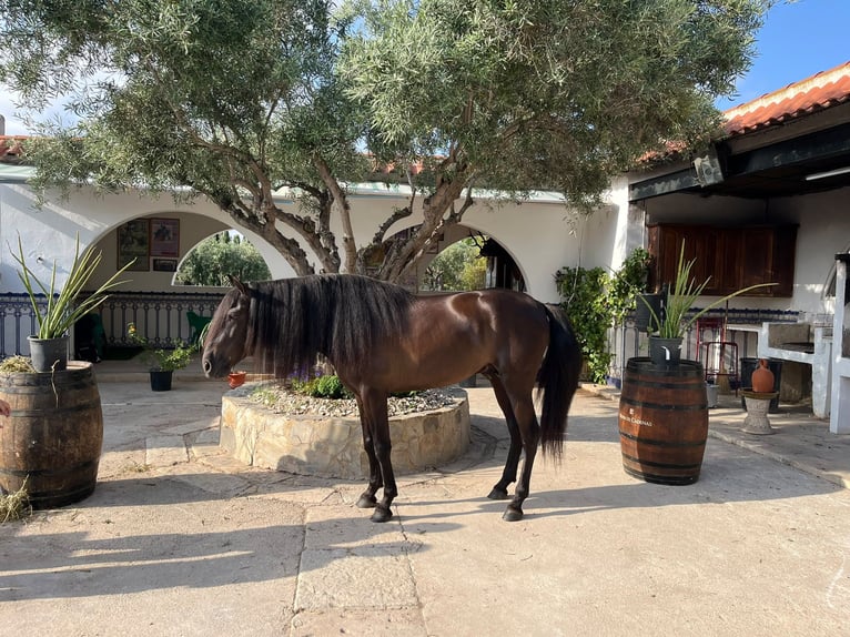 PRE Étalon 5 Ans 155 cm Noir in Redovan