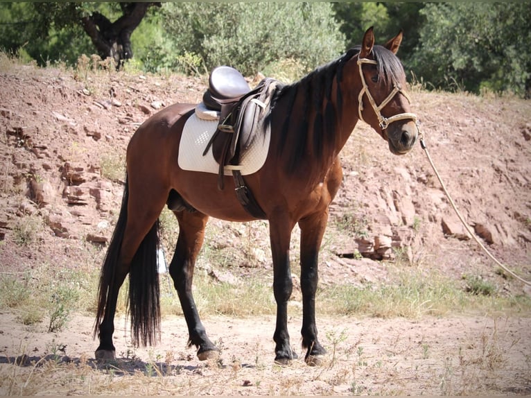 PRE Croisé Étalon 5 Ans 156 cm Bai in Valencia