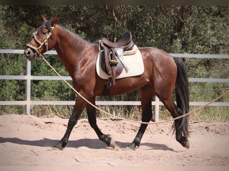 PRE Croisé Étalon 5 Ans 156 cm Bai in Valencia