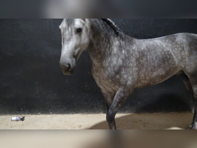 PRE Étalon 5 Ans 156 cm Gris in Alpera