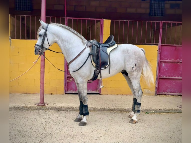 PRE Croisé Étalon 5 Ans 156 cm Gris in Galaroza