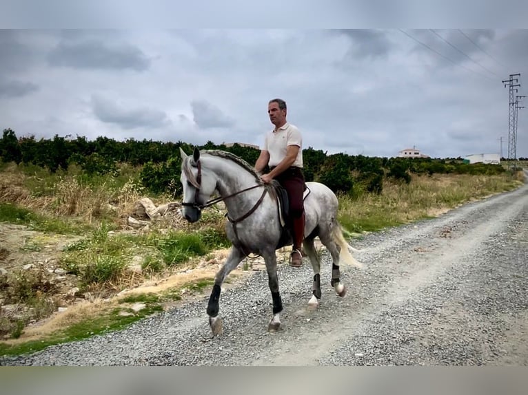 PRE Croisé Étalon 5 Ans 156 cm Gris in Galaroza