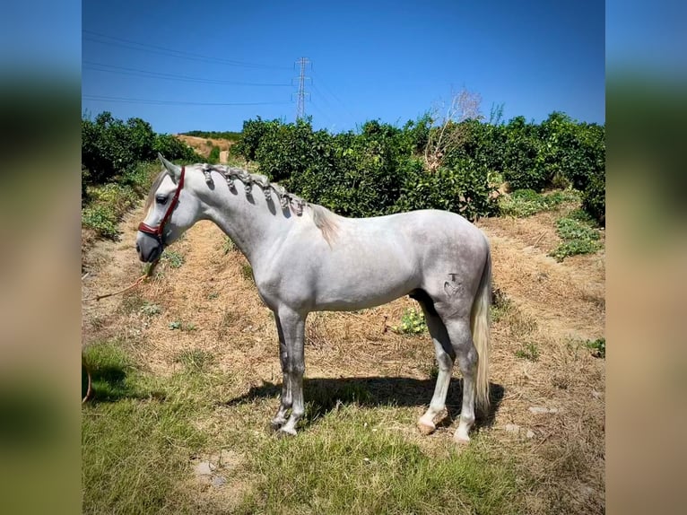 PRE Croisé Étalon 5 Ans 156 cm Gris pommelé in Martfeld