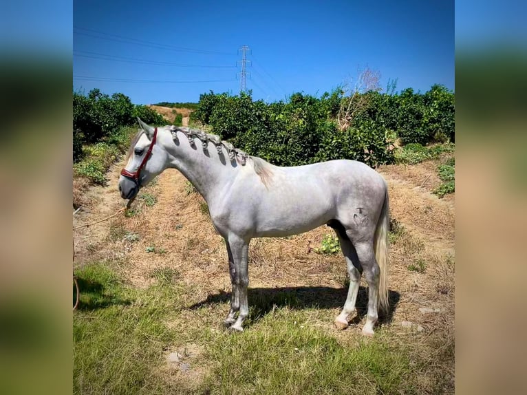 PRE Croisé Étalon 5 Ans 156 cm Gris pommelé in Martfeld