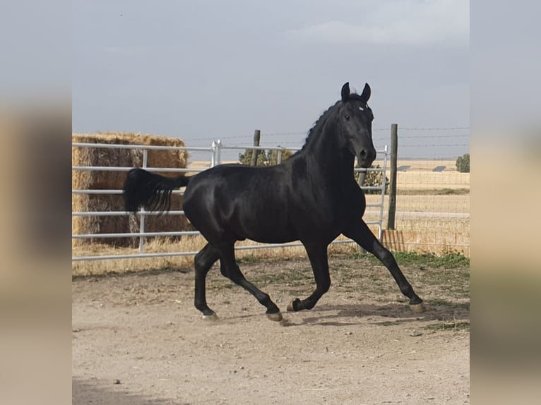 PRE Croisé Étalon 5 Ans 157 cm Bai brun in Madrid