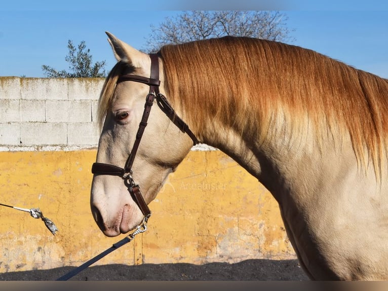 PRE Étalon 5 Ans 157 cm Perle in Provinz Granada