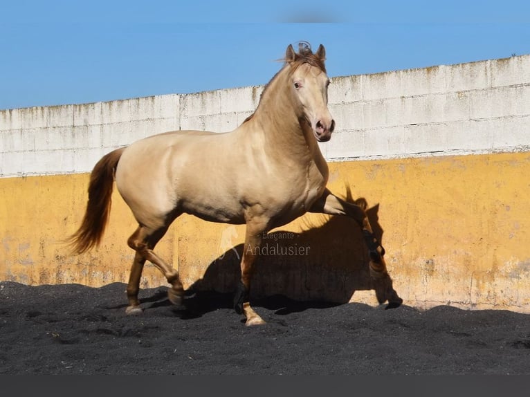 PRE Étalon 5 Ans 157 cm Perle in Provinz Granada