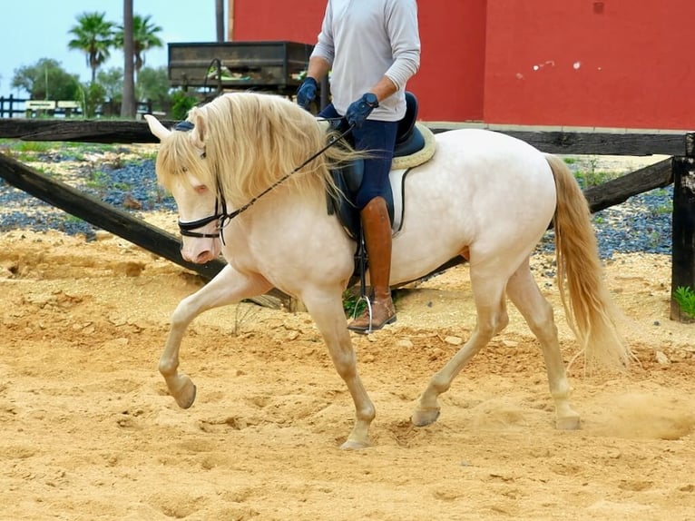 PRE Croisé Étalon 5 Ans 157 cm Perlino in Navas Del Madroño