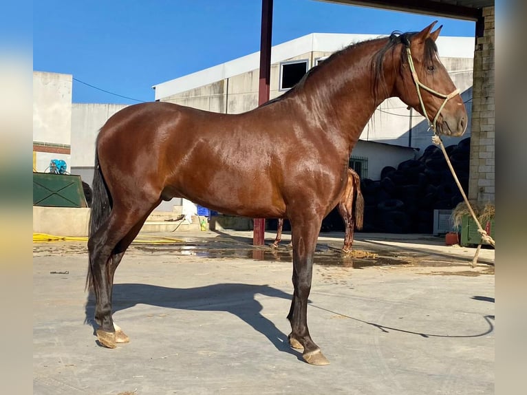 PRE Croisé Étalon 5 Ans 158 cm Bai cerise in Sevilla