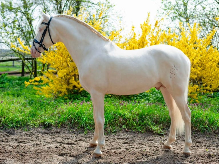 PRE Croisé Étalon 5 Ans 158 cm Cremello in Navas Del Madroño