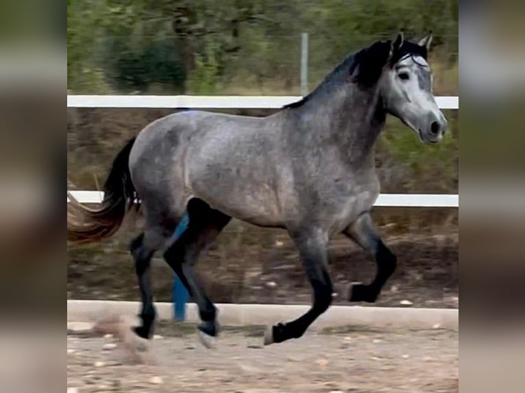 PRE Croisé Étalon 5 Ans 158 cm Gris in Alicante