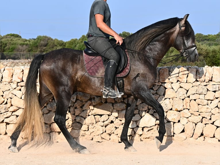 PRE Étalon 5 Ans 158 cm Gris in Menorca