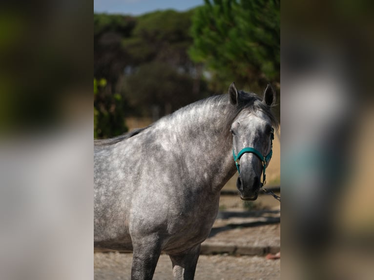 PRE Croisé Étalon 5 Ans 158 cm Gris pommelé in Hamburg