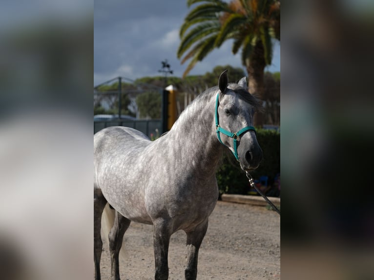PRE Croisé Étalon 5 Ans 158 cm Gris pommelé in Hamburg