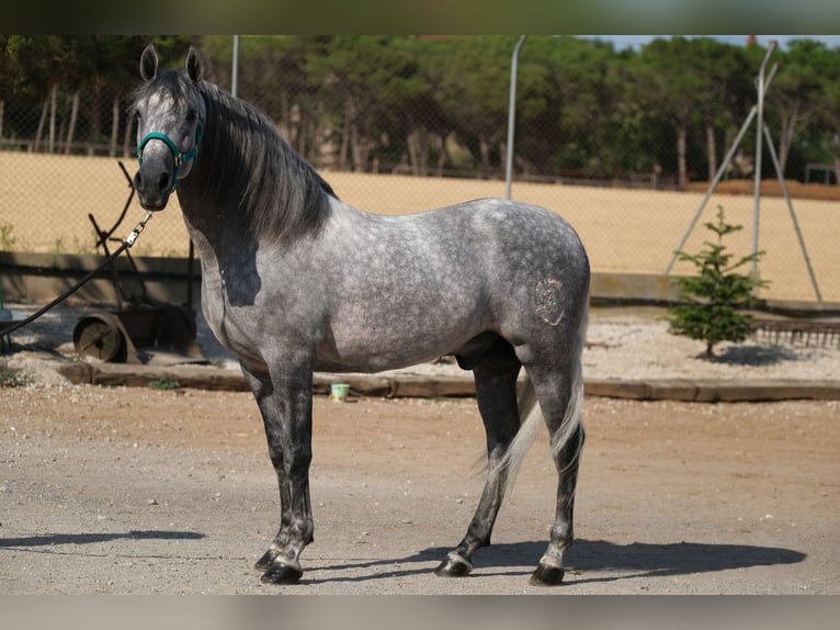 PRE Croisé Étalon 5 Ans 158 cm Gris pommelé in Hamburg