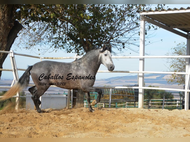 fille traite le cheval avec un Pomme pour une marcher 27299902