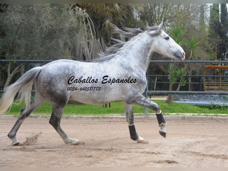 PRE Croisé Étalon 5 Ans 158 cm Gris pommelé in Vejer de la Frontera