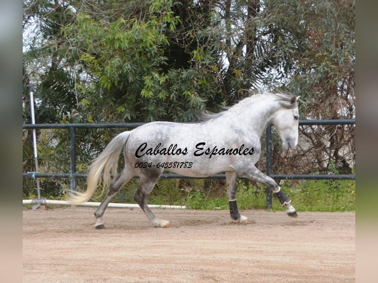 PRE Croisé Étalon 5 Ans 158 cm Gris pommelé in Vejer de la Frontera