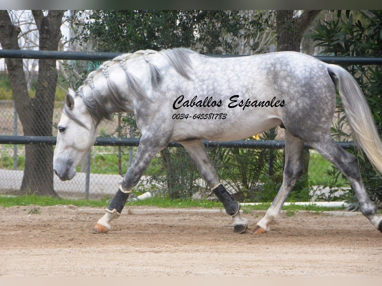 PRE Croisé Étalon 5 Ans 158 cm Gris pommelé in Vejer de la Frontera