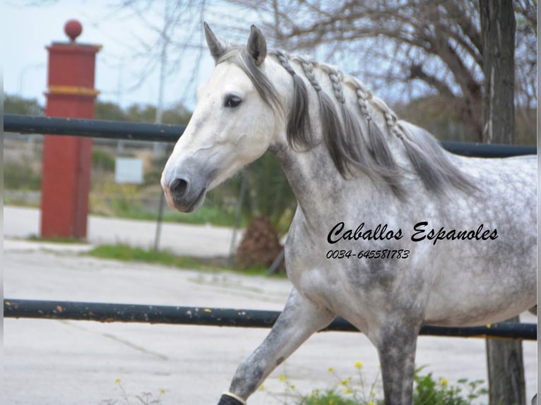 PRE Croisé Étalon 5 Ans 158 cm Gris pommelé in Vejer de la Frontera