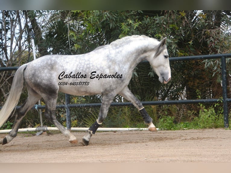 PRE Croisé Étalon 5 Ans 158 cm Gris pommelé in Vejer de la Frontera