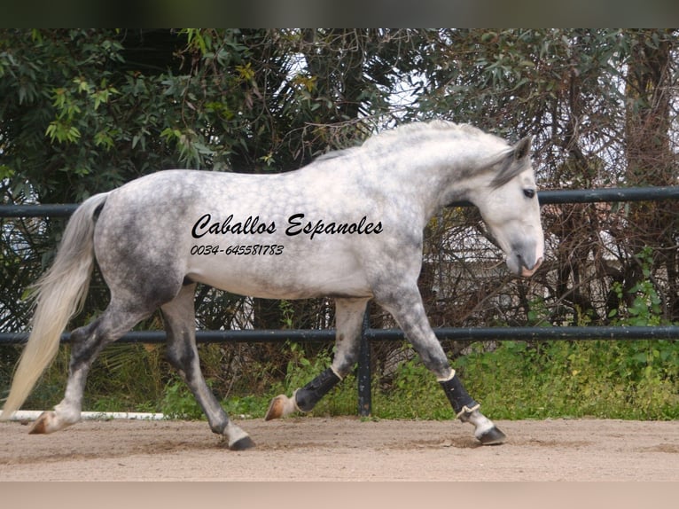 PRE Croisé Étalon 5 Ans 158 cm Gris pommelé in Vejer de la Frontera