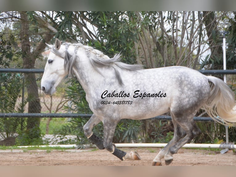 PRE Croisé Étalon 5 Ans 158 cm Gris pommelé in Vejer de la Frontera