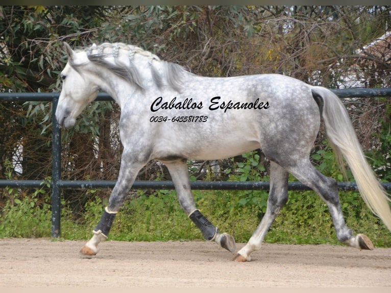 PRE Croisé Étalon 5 Ans 158 cm Gris pommelé in Vejer de la Frontera