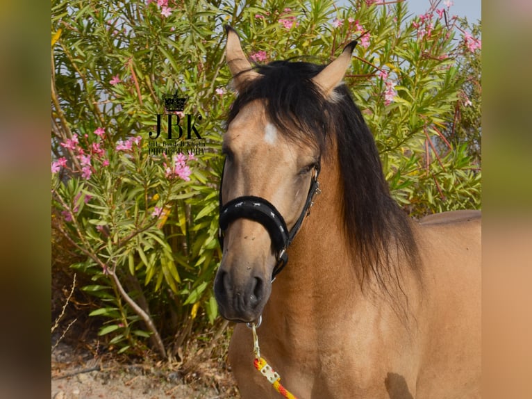 PRE Étalon 5 Ans 158 cm Isabelle in Tabernas Almeria