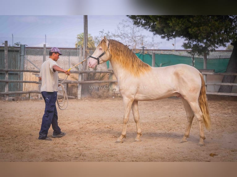 PRE Étalon 5 Ans 158 cm Perlino in Rafelguaraf