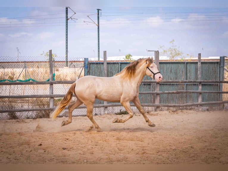 PRE Étalon 5 Ans 158 cm Perlino in Rafelguaraf