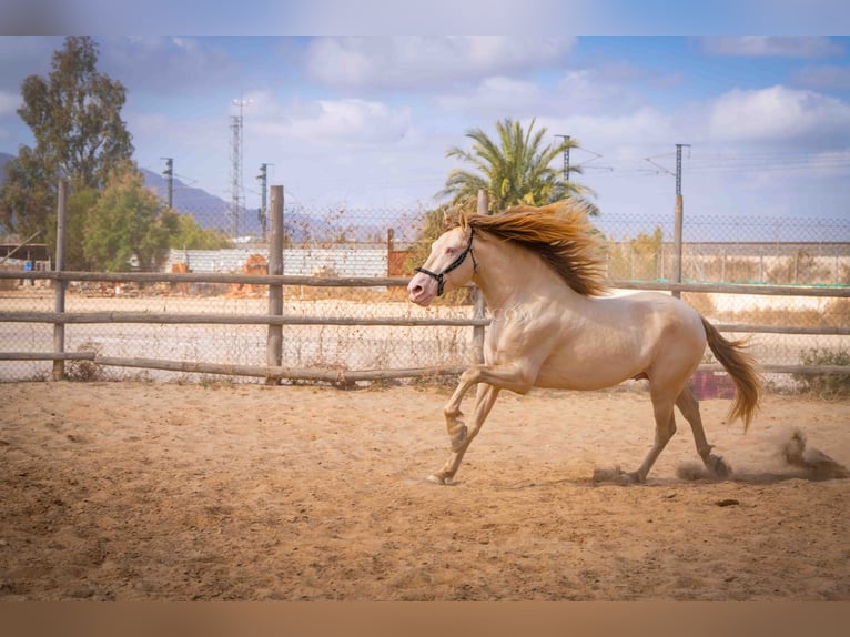 PRE Étalon 5 Ans 158 cm Perlino in Rafelguaraf