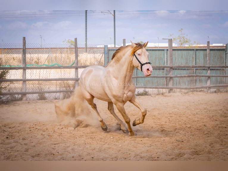 PRE Étalon 5 Ans 158 cm Perlino in Rafelguaraf