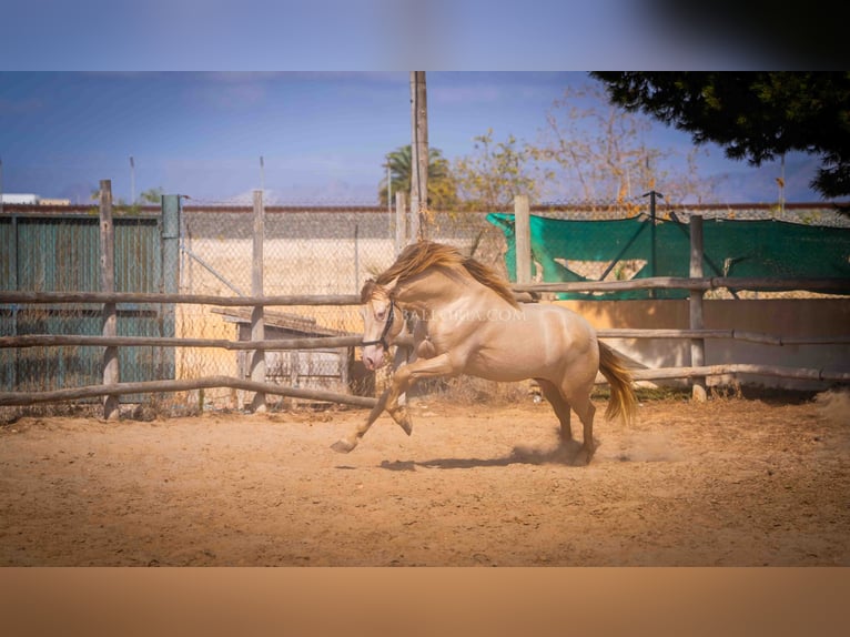 PRE Étalon 5 Ans 158 cm Perlino in Rafelguaraf