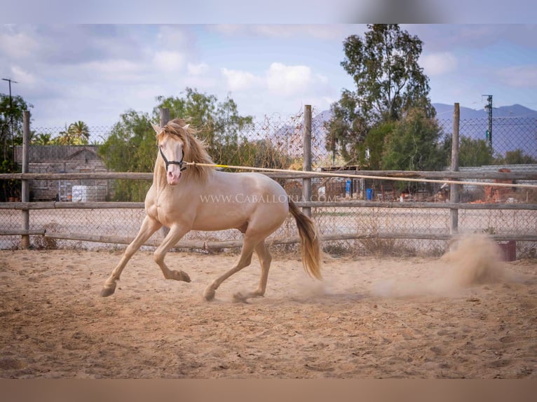 PRE Étalon 5 Ans 158 cm Perlino in Rafelguaraf