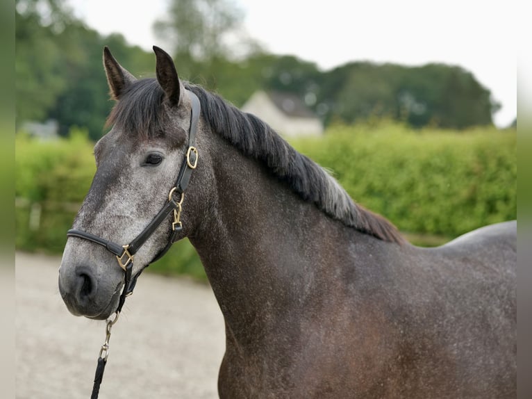 PRE Croisé Étalon 5 Ans 158 cm Rouan bleu in Neustadt (Wied)