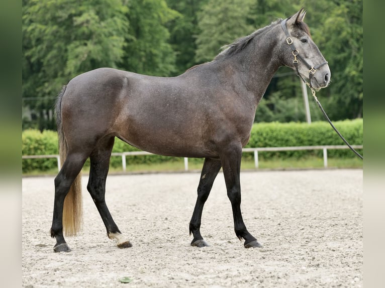 PRE Croisé Étalon 5 Ans 158 cm Rouan bleu in Neustadt (Wied)