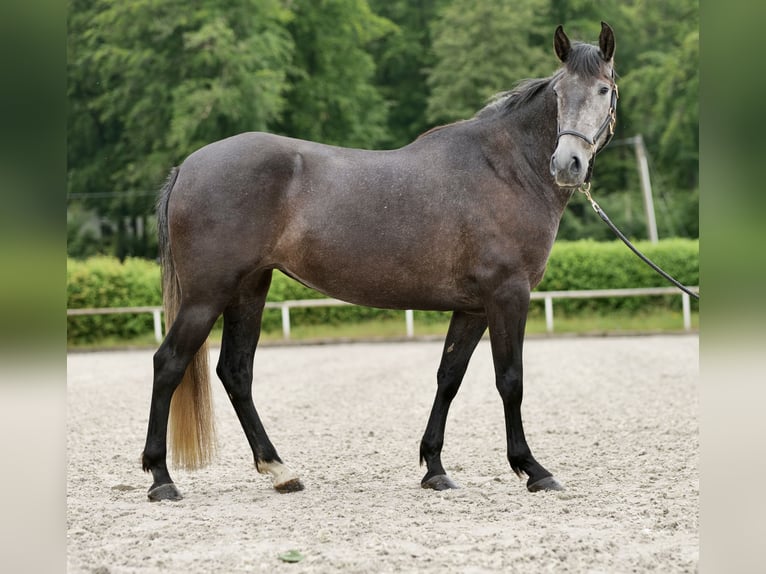 PRE Croisé Étalon 5 Ans 158 cm Rouan bleu in Neustadt (Wied)