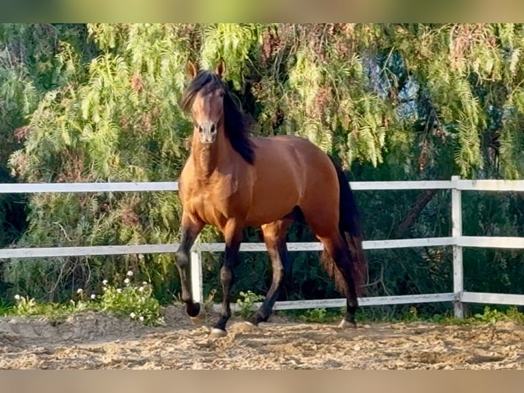 PRE Étalon 5 Ans 159 cm Bai cerise in Santa Perpetua de Mogoda