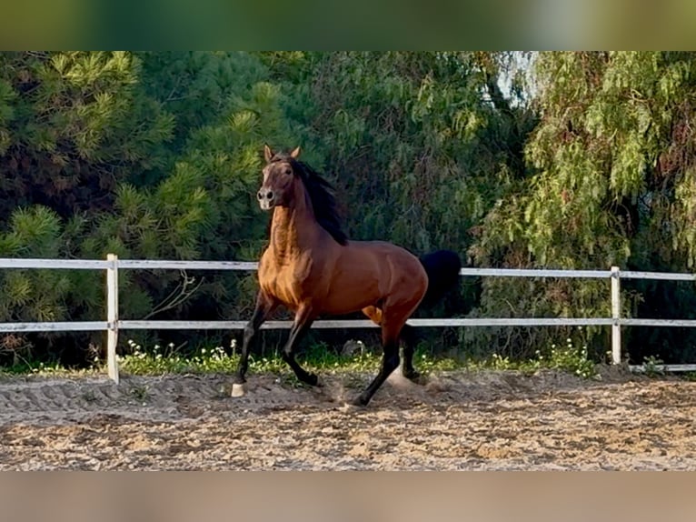 PRE Étalon 5 Ans 159 cm Bai cerise in Santa Perpetua de Mogoda